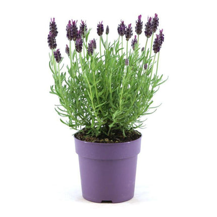 Echter Lavendel Lavandula stoechas Anouk – 6 Pflanzen – Duftender Schopflavendel – Ø12cm – Winterhart – Für Garten, Terrasse & Balkon