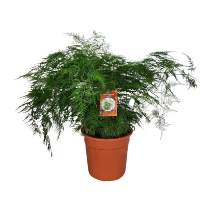 Spargelfarn – Asparagus Setaceus – Zimmerpflanze – Ø27cm – ↕70cm – Pflegeleicht & dekorativ – Luftreinigend