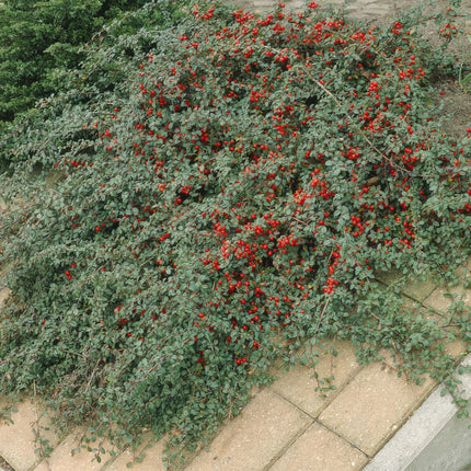 Cotoneaster dammeri 'Major' – Winterharter Bodendecker – 24 Pflanzen – ↕25cm – Ø9cm – Flachwachsend & pflegeleicht