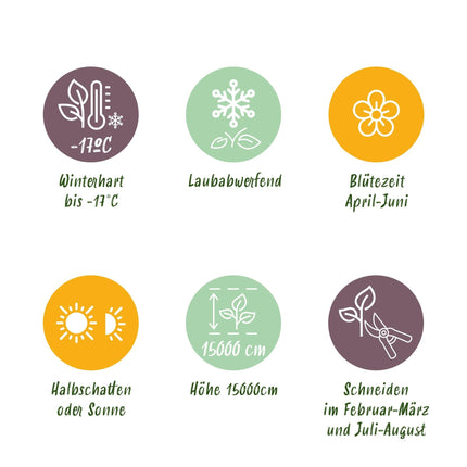 Blauregen Wisteria floribunda Tricolour – Blau, Rosa & Weiß – 3 Pflanzen – 11 cm x H40 cm – Duftend & Kletterpflanze – Für Pergolen, Zäune & Wände