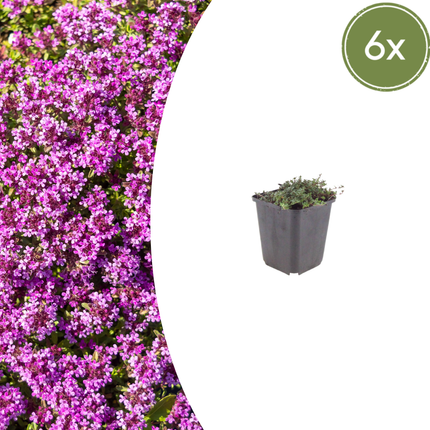 Thymian Thymus praecox Coccineus Bodendecker – 6 Pflanzen – Ø9cm – Höhe 10-25cm – Rosa Rot blühender Polsterthymian – Winterhart – Für Steingarten & Beet