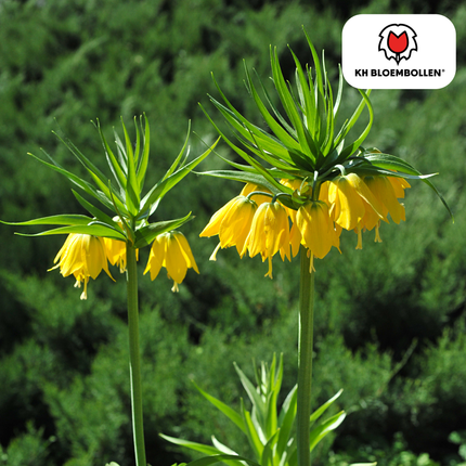 Fritillaria imperialis 'Lutea' – Kaiserkrone – schwefelgelbe Blüten – 5 Blumenzwiebeln – ↕80-100cm – imposanter Frühjahrsblüher