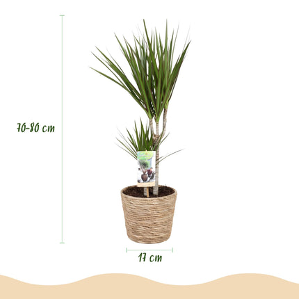 Dracaena Marginata – Drachenbaum – 2 Pflanzen – 70-80cm – 17cm – Pflegeleichte Zimmerpflanze mit schlanken grünen Stämmen – inkl. Naturkorb
