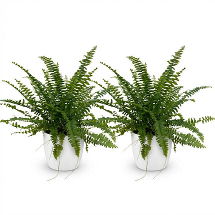 Nephrolepsis Exaltata Green Lady Farn – 2er Set Zimmerpflanze mit weißem Topf Ø12cm Höhe25cm – Haustierfreundliche Grünpflanze