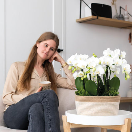 Weißes Pflanzenset im Baumwollkorb – 3 Orchideen Amabilis Ø9cm & 3 Grünpflanzen – Mit autarkem Wassertank & Dochtsystem – Pflegeleicht & dekorativ