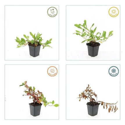 Schneckenknöterich Persicaria aff. 'Darjeeling Red' – ↕10-25cm – Ø9cm – 12 Pflanzen – Leuchtend Rotes Laub – Pflegeleicht & Winterhart