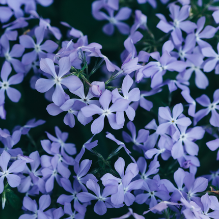 Phlox subulata Emerald Cushion Blue – 24 Pflanzen – Ø9cm – Höhe 10-25cm – Blauer Polsterphlox – Immergrüner Bodendecker für Steingarten & Beet