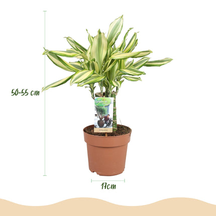 Dracaena fragrans Diamond Dream – Drachenbaum – 17cm – Höhe 50-55cm – Pflegeleichte buntlaubige Zimmerpflanze für Wohnräume und Büro