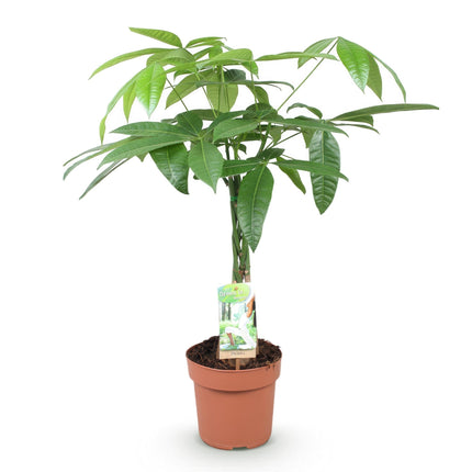 Pachira Aquatica Geflochtener Stamm – 60-70cm – 17cm – Pflegeleichter Geldbaum – Grüne Zimmerpflanze für Wohnzimmer & Büro – Luftreinigend & dekorativ