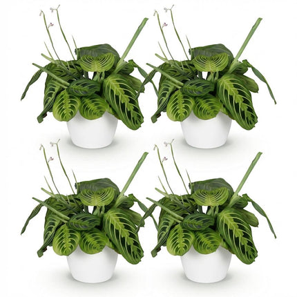 Maranta Fascinator Lemon Lime Gebetspflanze – 4er Set Zimmerpflanzen im weißen Topf Ø12cm Höhe25cm – Haustierfreundliche Grünpflanze – Pflegeleicht