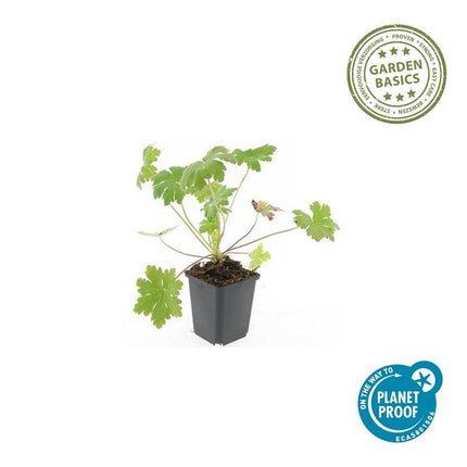 Balkan – Storchschnabel Geranium macr. 'Ingwersen's Var.' – ↕10-25cm – Ø9cm – 6 Pflanzen – Winterharter Bodendecker mit zartrosafarbenen Blüten