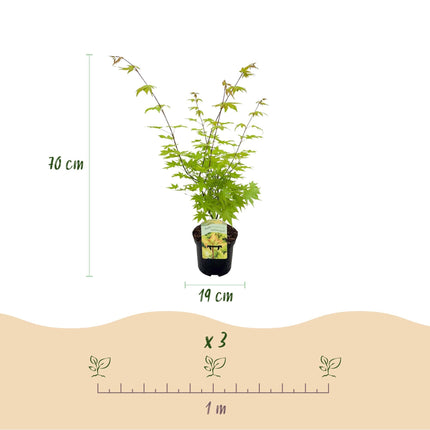 Japanischer Ahorn – Acer palmatum 'Summergold' – 2 Pflanzen – ca. 70 cm hoch – Ø19 cm – gelb-orangefarbene Blätter – Balkon- & Gartenpflanze