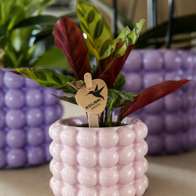 Ziertopf Poppy – Pink – Ø6cm – Kleiner Keramik Blumentopf in glänzendem Rosaton – Stilvoller Übertopf für Mini-Zimmerpflanzen, Sukkulenten & Kakteen