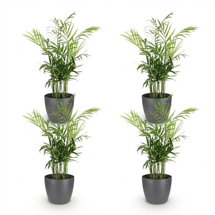 Chamaedorea elegans 4er Set Pflanzen Mit Grauem Topf Ø12cm Höhe ca.15cm Goldpalme Haustierfreundlich Luftreinigend Pflegeleicht Für Zimmer Büro &