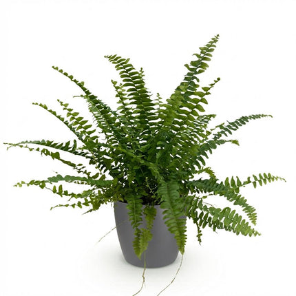 Nephrolepsis Exaltata Green Lady Farn – Zimmerpflanze im grauen Topf Ø12cm Höhe25cm – Haustierfreundliche Grünpflanze – Luftreinigend & Pflegeleicht