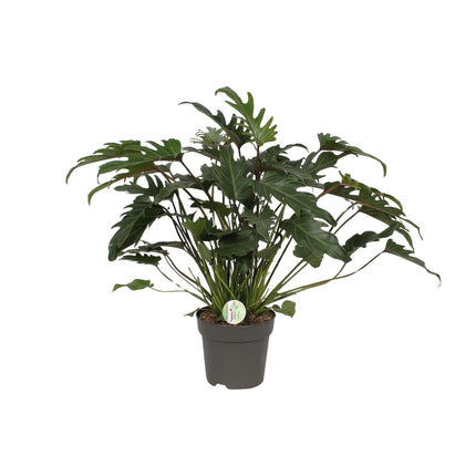 Philodendron Xanadu – Zimmerpflanze – Ø21 cm – ↕65 cm – Üppige grüne Blätter – Pflegeleicht