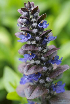 Großblättriger Günsel – Ajuga reptans 'Catlin's Giant' – 12 Pflanzen – Bodendecker mit großen Blättern & blauen Blüten – Winterhart & pflegeleicht – Höhe 10-25cm