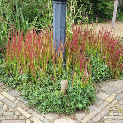 Japanisches Blutgras Imperata cylindrica 'Red Baron' – ↕10-25cm – Ø9cm – 20 Pflanzen – Leuchtend Rote Spitzen, Ziergras, Winterhart, Pflegeleicht, Kübel & Beet