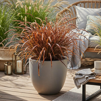 Ziergras Uncinia rubra Everflame – Mahagonigras Rot – Immergrün & winterhart – Höhe ca. 50cm – 17cm – Farbintensives Gras für Beet & Kübel