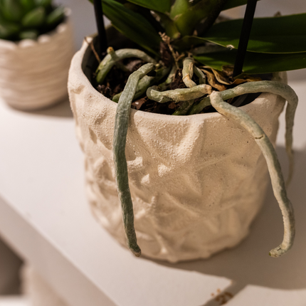 Pflanzenset – Weiße Phalaenopsis Orchidee Lausanne & Sukkulente – Keramik-Ziertöpfe auf weißem Tablett – Zimmerpflanze – Ø9 cm