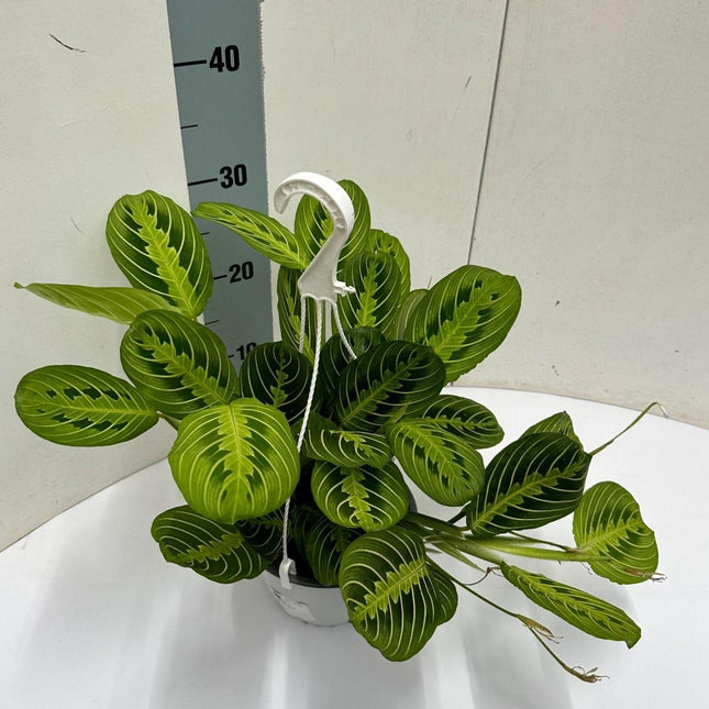 Maranta Leuconeura 'Fascinator' Lemon Lime – Zimmerpflanze im Hängetopf Ø15cm – Höhe ca. 40cm – Luftreinigende Hängepflanze mit dekorativem Blattmuster