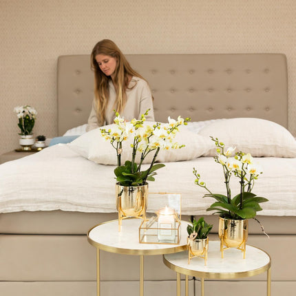 Phalaenopsis Orchidee „Lausanne“ – Weiß – Ø9cm – Zimmerpflanze mit 3 Blütentrieben – Pflegeleicht & elegant – Aus der Blossom-Kollektion