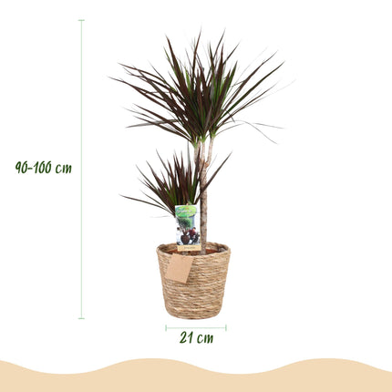 Dracaena Magenta – 90-100cm – 21cm inkl. Naturkorb – Pflegeleichter Drachenbaum – Tiefrote Stängel & grün – magenta Blattwerk