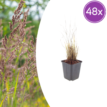 Diamantgras Calamagrostis brachytricha – 48 Pflanzen – 10-25cm – Ø9cm – Winterhartes Ziergras mit rosafarbenen Blütenrispen