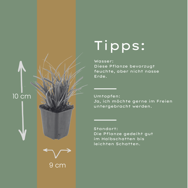 Japan – Segge Carex morrowii – 24 Pflanzen – Immergrünes Ziergras für Schatten & Halbschatten – Bodendecker für Beet & Garten – 10-25cm – Ø9cm