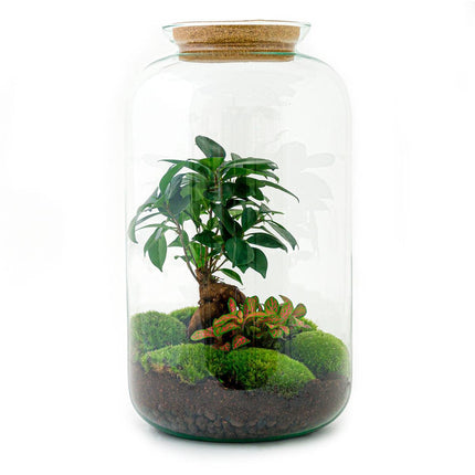 Flaschengarten Sven Bonsai – DIY Bausatz Terrarium – ↕43cm – Do – It – Yourself Pflanzen – Set im Glas mit Korkdeckel – Autarkes Mini – Ökosystem