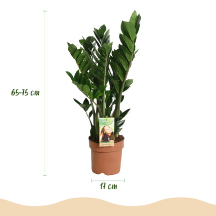 Zamioculcas – ZZ – Pflanze 65-75cm – 17cm – Pflegeleichte dunkelgrüne Zimmerpflanze – Robuste Grünpflanze für Wohnzimmer, Büro & Schlafzimmer