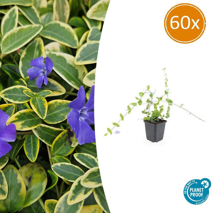 Kleinblättriges Immergrün Vinca minor 'Blue and Gold' – ↨10-25 cm, Ø9 cm – Immergrüner Bodendecker mit goldgelben Blättern & blau-lila Blüten – 60 Pflanzen
