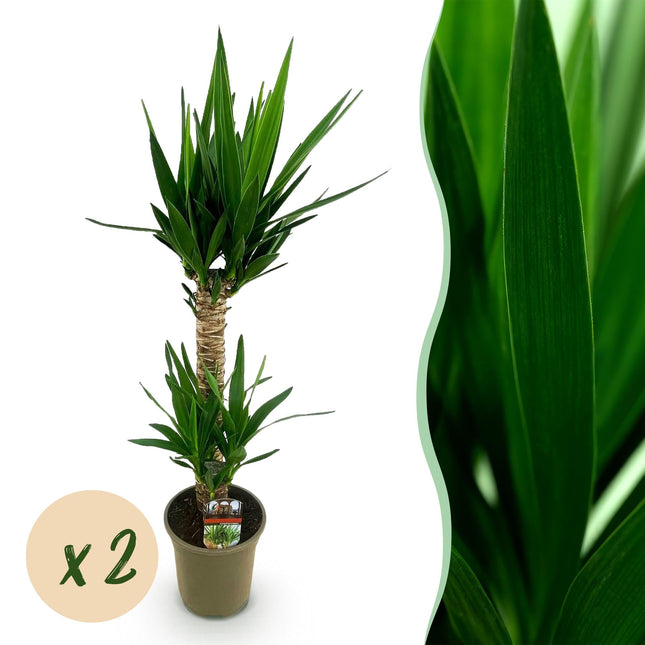 Yucca Elephantipes – 120cm – Ø19cm – Pflegeleichte Palmlilie mit schmalen Blättern – Robuste Zimmerpflanze für helle & halbschattige Räume