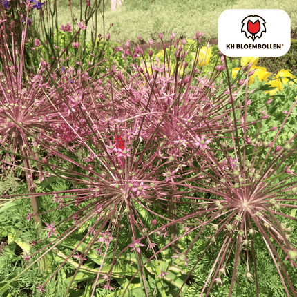 Allium schubertii – 5 Blumenzwiebeln – Spektakulärer Zierlauch – Große kugelförmige Blüten – Feuerwerk-Effekt im Garten – Auch als Trockenblume