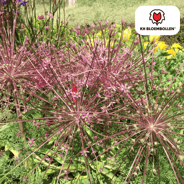 Allium schubertii – 5 Blumenzwiebeln – Spektakulärer Zierlauch – Große kugelförmige Blüten – Feuerwerk-Effekt im Garten – Auch als Trockenblume