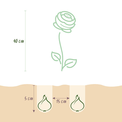 Blumenzwiebeln Ranunculus Pastel Mix – 40 Blumenzwiebeln – Bunte Ranunkeln in Pastellfarben – Sommerblüher für Beet, Balkon & Terrasse – Pflegeleicht & lang blühend