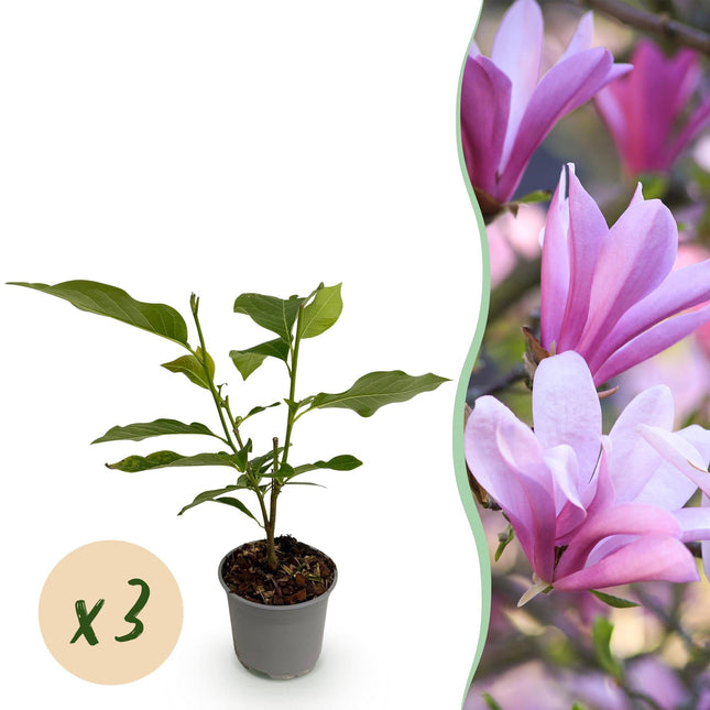 Magnolia Betty – 3 Pflanzen – 12cm – Höhe ca. 30cm – Laubabwerfende Magnolie mit großen rosafarbenen Frühjahrsblüten für Beet, Balkon & Terrasse