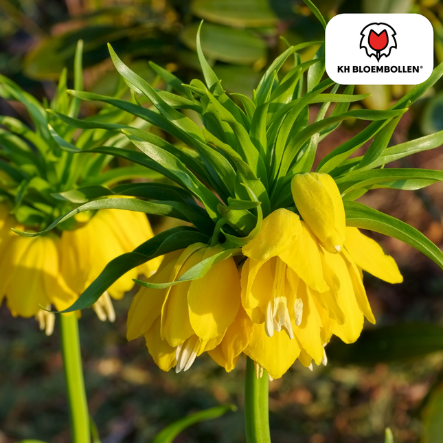 Fritillaria imperialis 'Lutea' – Kaiserkrone – schwefelgelbe Blüten – 5 Blumenzwiebeln – ↕80-100cm – imposanter Frühjahrsblüher