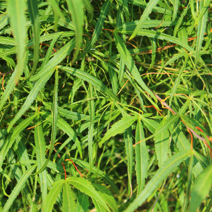 Japanischer Ahorn – Acer palmatum Koto-no-ito – Zierahorn im Topf 19cm – ca. 70cm hoch – Feingliedrig & mehrfarbig – Balkon- & Terrassenpflanze