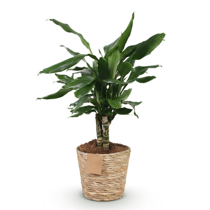 Dracaena fragrans Steudneri – 50-55cm – 17cm inkl. Naturkorb – Pflegeleichter Drachenblutbaum