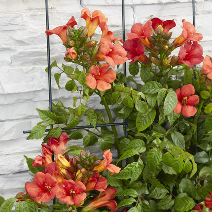 Trompetenblume - Campsis Summer Jazz Fire Trumpet - Ø15cm - Höhe 65cm - Rote Kletterpflanze für Garten, Terrasse & Balkon