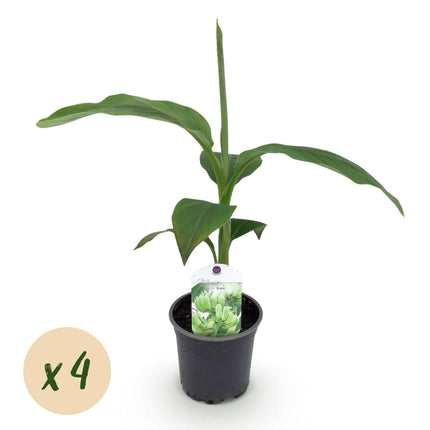Bananenpflanze Musa Basjoo – 4 Pflanzen – Winterhart – Topf Ø12 cm, Höhe ca. 30 cm – Exotische Garten- und Terrassenpflanze – Große grüne Blätter – Ideal für Beet & Balkon
