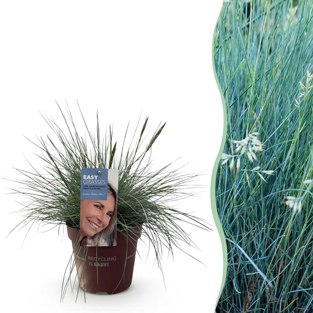 Ziergras Blauschwingel Festuca glauca Intense Blue – Immergrün & winterhart – Höhe ca. 50cm – 17cm – Trockenheitsresistent für Beet & Kübel