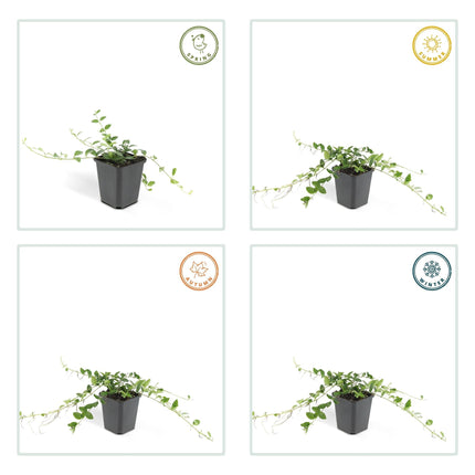 Vinca minor 'Alba' – 48 Pflanzen – ↕10-25cm – Ø9cm – Winterharter Bodendecker mit weißen Blüten – Pflegeleicht & schnellwachsend – Für Sonne & Schatten