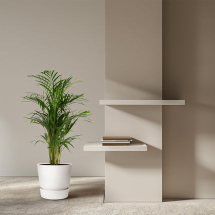 Areca – Palme – Dypsis lutescens – Ø17cm x ↕70cm – Goldpalme als tropische Zimmerpflanze – Luftreinigend, pflegeleicht & dekorativ
