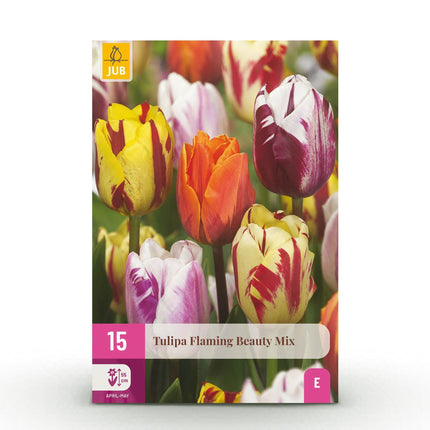 Blumenzwiebeln Tulipa Flaming Beauty Mix – Verschiedene Farben – 15 Stück – Zwiebelgröße 11/12 – Bunte Tulpenmischung für Garten, Balkon & Terrasse – Frühjahrsblüher