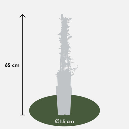 Feuerdorn Pyracantha 'Soleil d'Or' – Ø15 cm – ↕65 cm – 4 Pflanzen – Immergrün – Vogel- und Wildfreundlich – Pflegeleicht