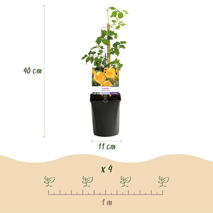 Trompetenblume Campsis radicans ‘Flava’ – 2 Pflanzen – Gelbblühende Kletterpflanze – Schnellwüchsig & pflegeleicht – Ideal für Zaun, Wand & Pergola