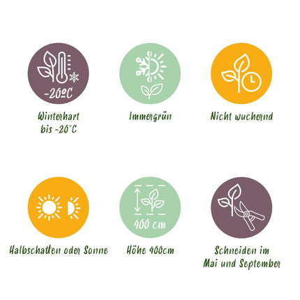 Gewöhnlicher Buchsbaum Buxus sempervirens – Immergrüne Heckenpflanzen – 8 Pflanzen – 1 m – 9 cm Höhe 20–25 cm – Grün – Pflegeleicht