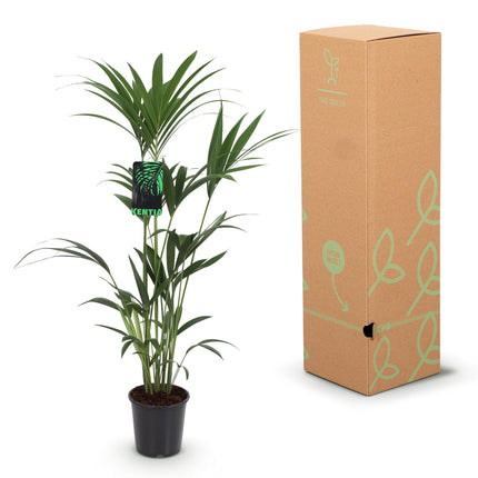 Howea Forsteriana – Kentia – Palme – 140-150cm – Ø24cm – Pflegeleichte Zimmerpalme mit gefiederten Blättern – Tropische Grünpflanze für Innenräume